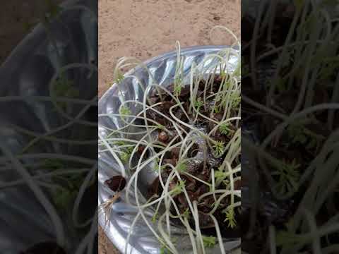 أسرع طريقة لزراعة بذور المورنجا