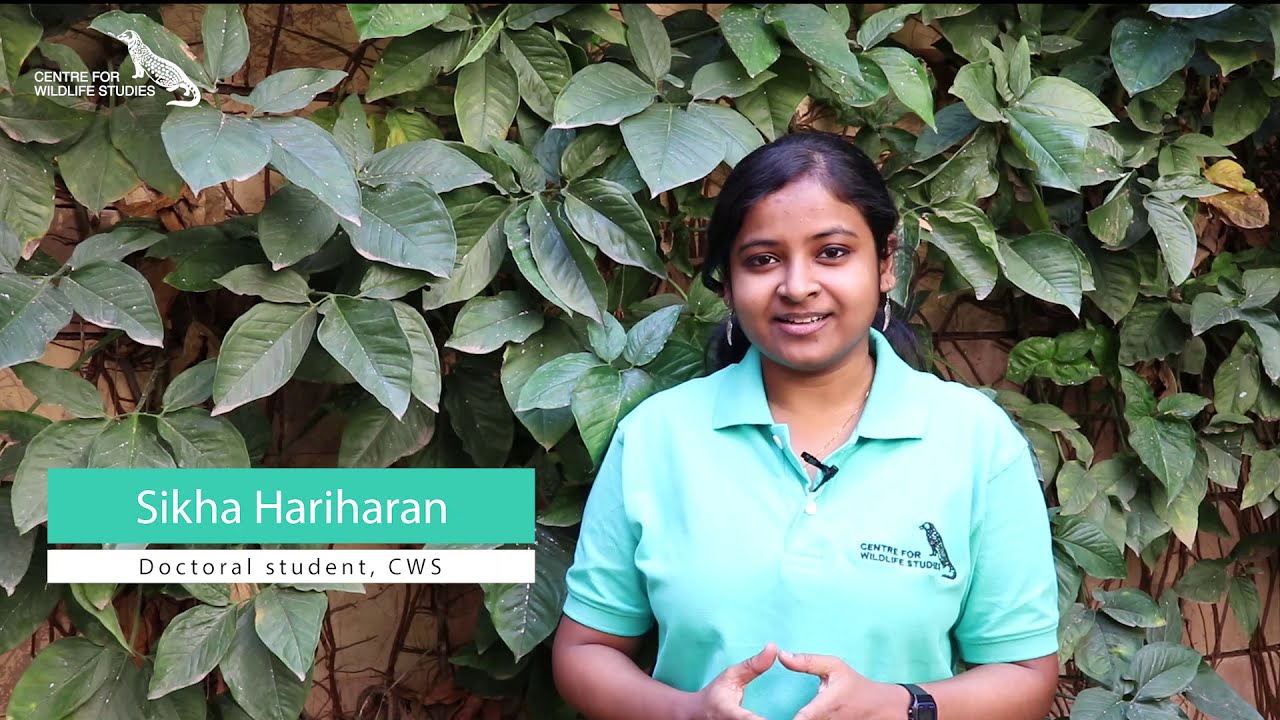 Monkey matters - on the trail of lion-tailed macaques