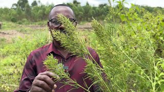 Kisombi lye ddagala erikola mukuyita abaguzi
