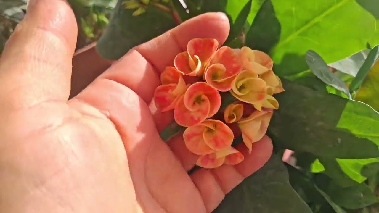 Yine bir balkon turu 