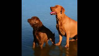 Unleashing the Power and Grace: Discover the Chesapeake Bay Retriever Dog Breed