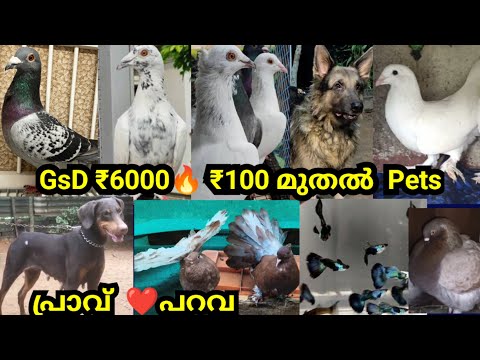 ā¹100 ą“®ąµą“¤ąµ½ Petsš„GSD ā¹6000š„°ą“Ŗą“±ą“µ šļøą“Ŗąµą“°ą“¾ą“µąµ šļøDogs sale|Pigeons sale|Pets sale Kerala|Fantails|Fish|ą“ą“Ŗąµą“Ŗą“æā¤