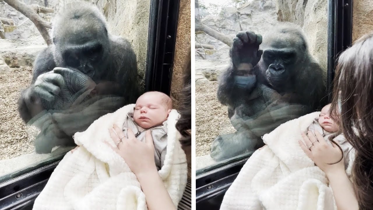 No one Expected What this Zoo Gorilla did when she saw a human baby