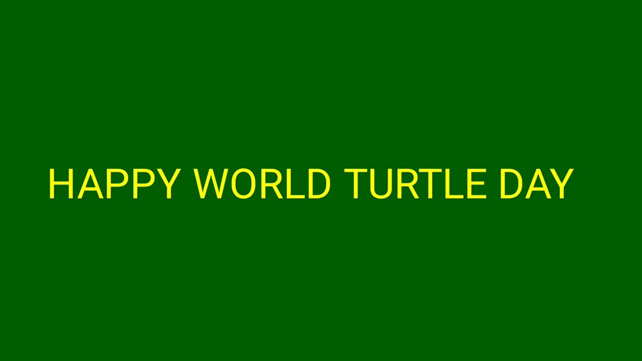 HAPPY WORLD TURTLE DAY!