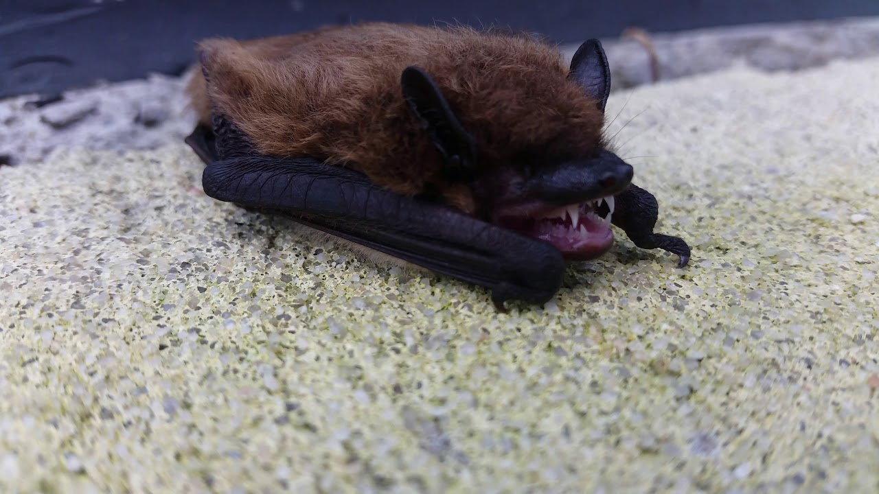 Evening Bat YouTube