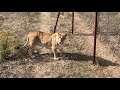 Львицы из прайда Олежки! Lionesses from Olezhka's pride!