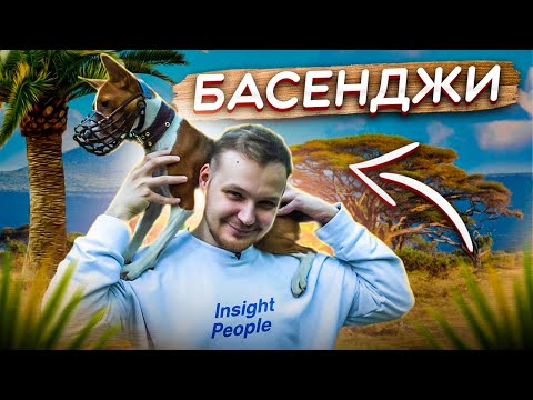 МЕНЯ УКУСИЛА БАСЕНДЖИ | все о породе| личный опыт владения породой