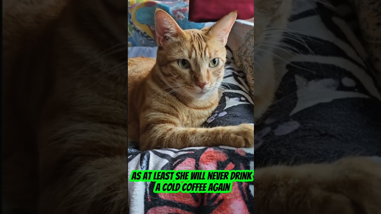 Eavesdropping Cat Shares Insight 