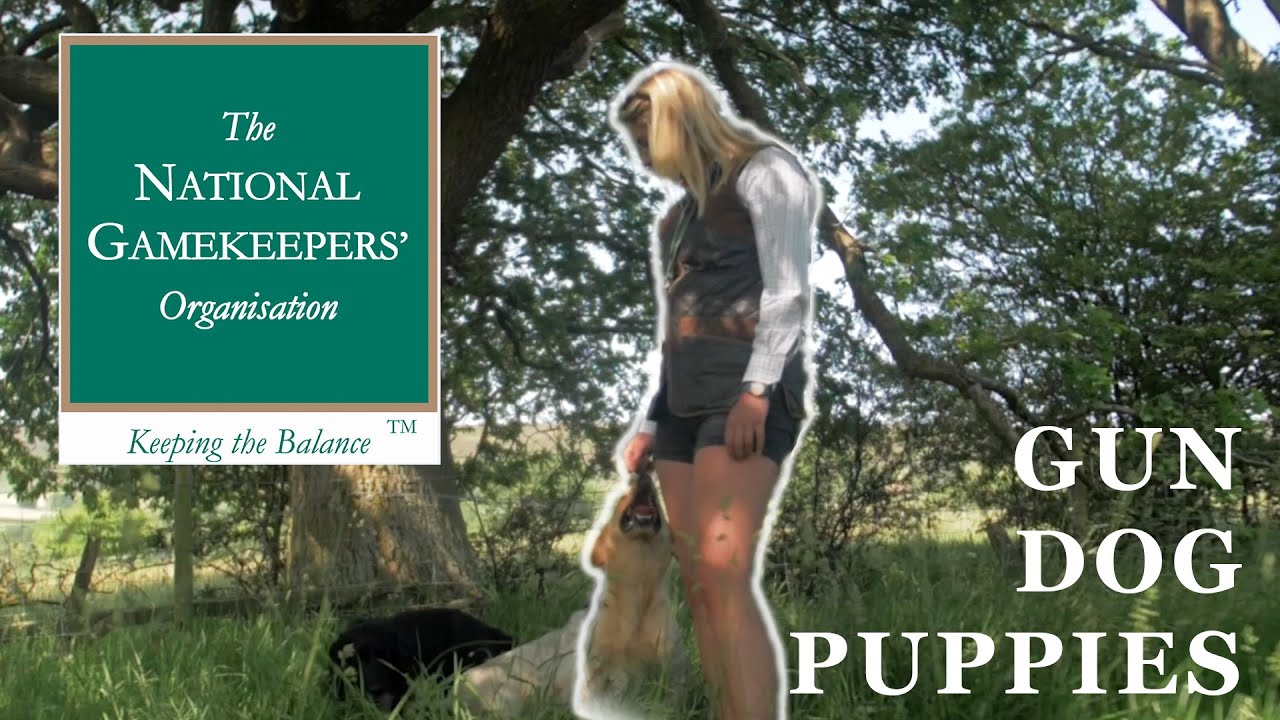 Choosing the best Gundog Puppy YouTube