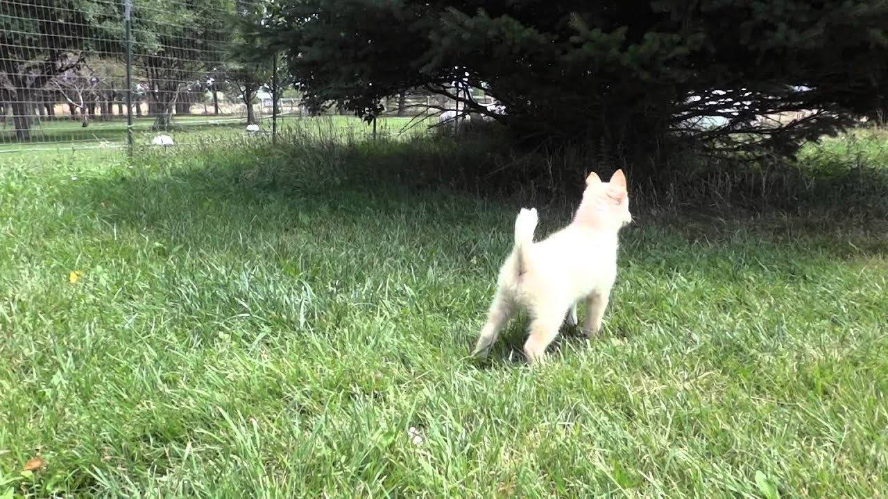 Jared - Pomsky Puppy!