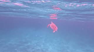 Sea Turtle 3, Smiths Reef