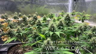 My First Indoor Cannabis Grow - Seed to Smoke -Blueberry/ Gods Green Grow - Week 6 Flower