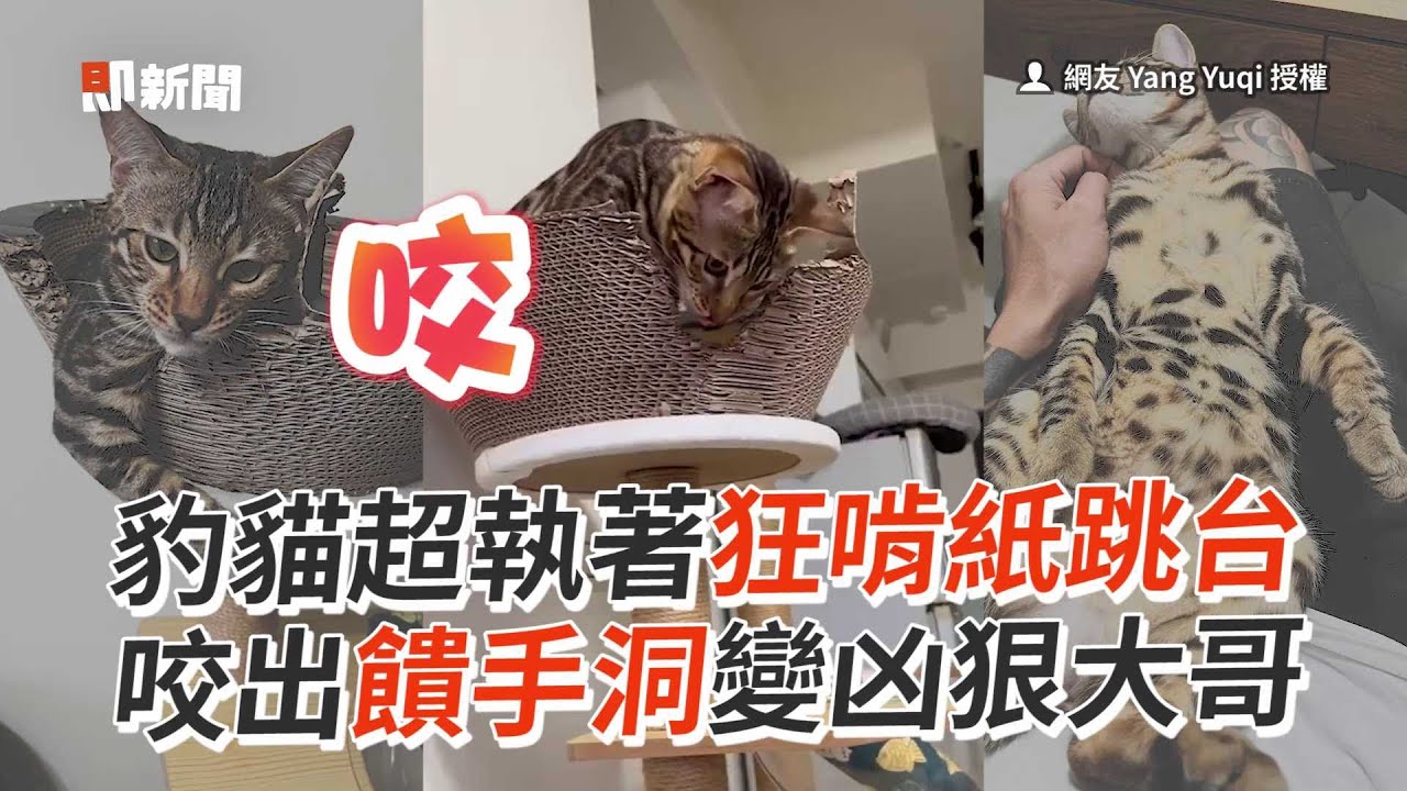 豹貓超執著狂啃紙跳台 咬出饋手洞變凶狠大哥│寵物│貓咪|猫|ねこ│Pet│Cat│Kitten - YouTube