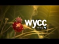 Wycc pbs chicago