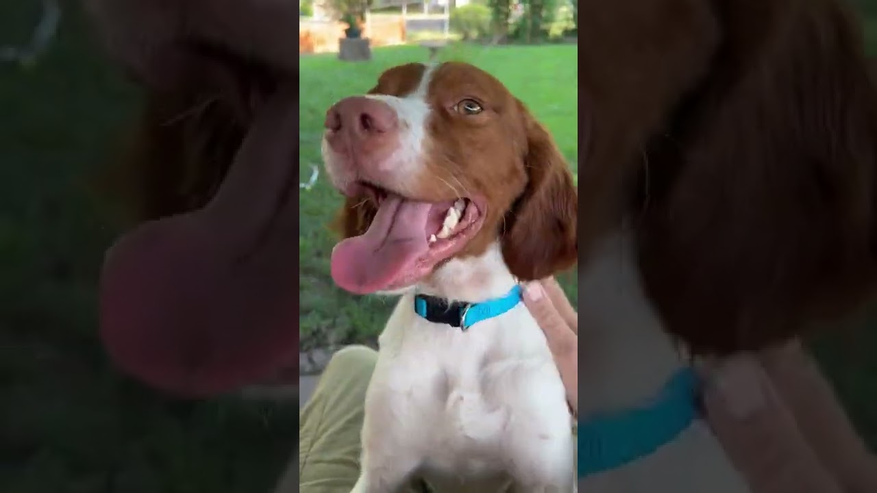 Video of adoptable pet named KS/Tyler  (AR)