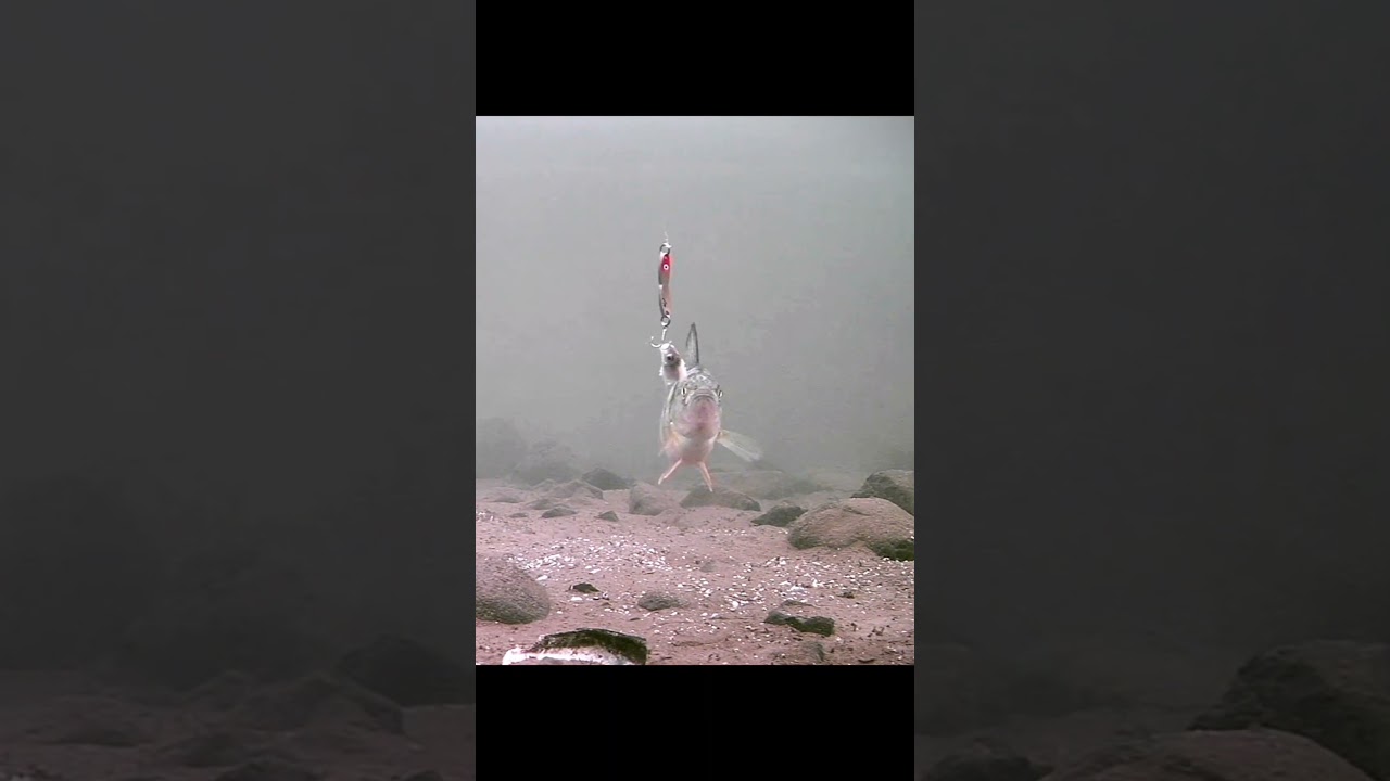 Просто рассматриваю витрины. 