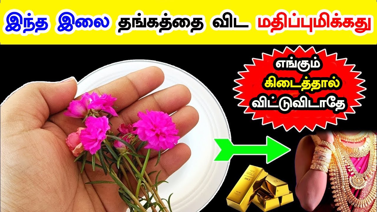 இந்த இலை தங்கத்தை விட மதிப்புமிக்கது எங்கும் கிடைத்தால் விட்டுவிடாதே