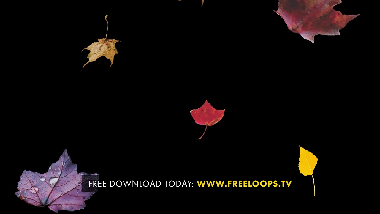 Featured free download for Thursday November 8th, 2018: Fall Leaves Falling 1!