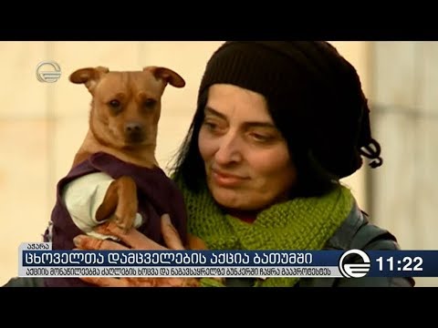 ბათუმში უფლებადამცველების თქმით, ქალაქში ძაღლები ყოველდღიურად იკარგებიან