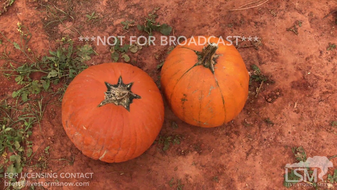 102217 Harpersville, Alabama Old Baker Farm Pumkin Patch Fall