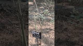 Nirgundi (Vitex negundo) #ayurveda #medicinalplants #panchkarma