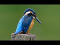 The Stunning Kingfisher (Part two). Watch in 4K for the best quality.