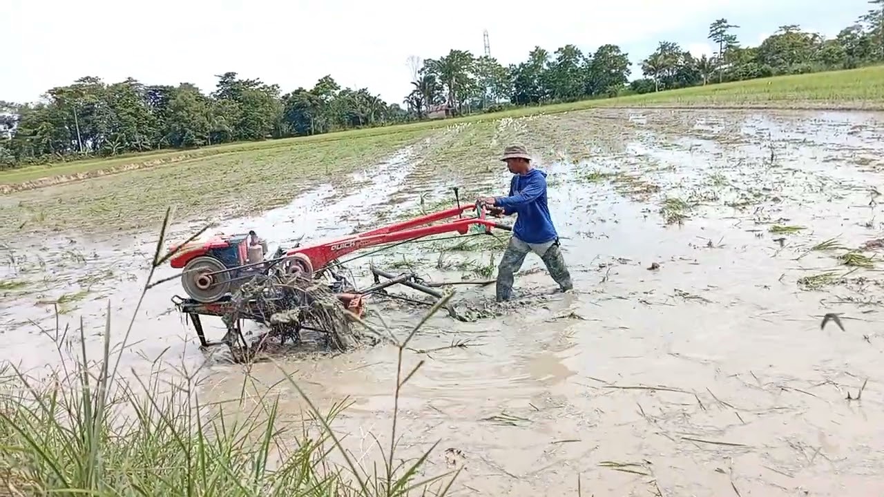 TRAKTOR QUIK G1000!! SEDANG MENGGARAP SAWAH 
