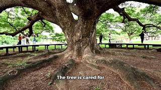 The Angel Oak Tree amazing creatures