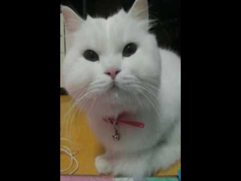 [TJ노래방라운지] 초혼 - 장윤정