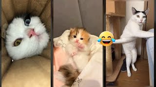 Cat Funny Videos 🙀 Cats Being Cats 🐱 #FunnyCats Part 2321