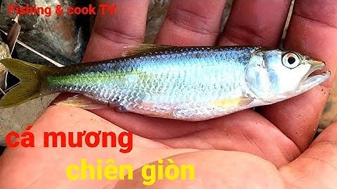 LÊN  HỒ NÚI CỐC BẮT CÁ MƯƠNG VỀ CHIÊN GIÒN - FISHING TV
