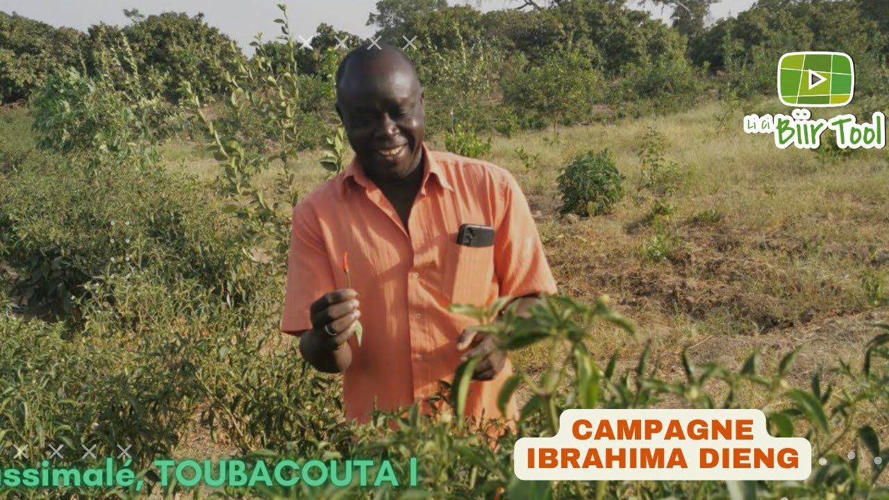 LI CI BI TOOL Bilan mi campagne Ibrahima dieng Dassilamé