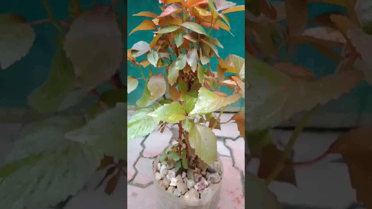 copper plant ☘️|| Liveplants 