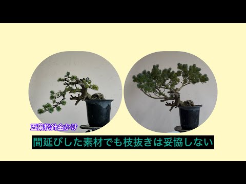 盆栽 五葉松 針金かけ 間延びした素材でも枝をしっかり抜く場合 - YouTube