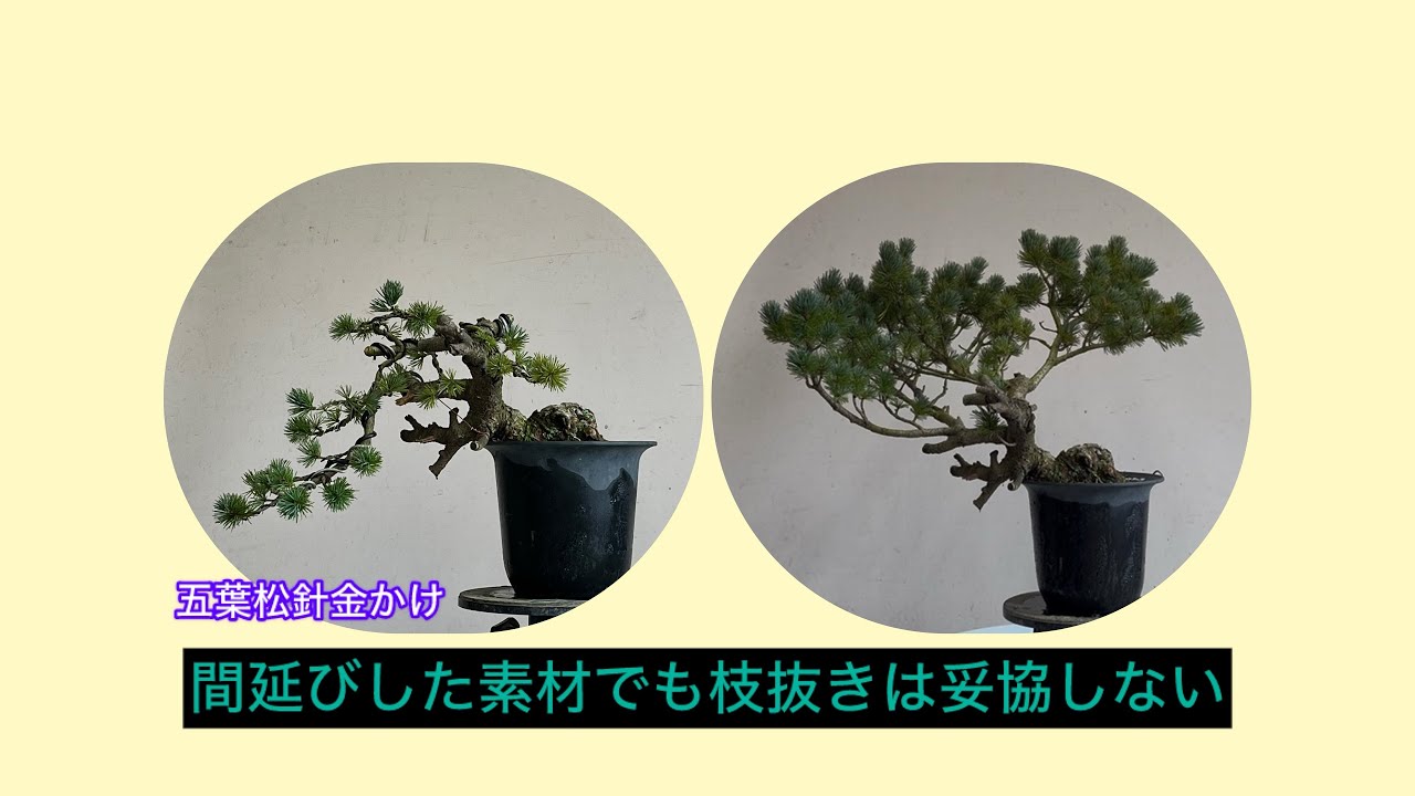 盆栽 五葉松 針金かけ 間延びした素材でも枝をしっかり抜く場合 - YouTube