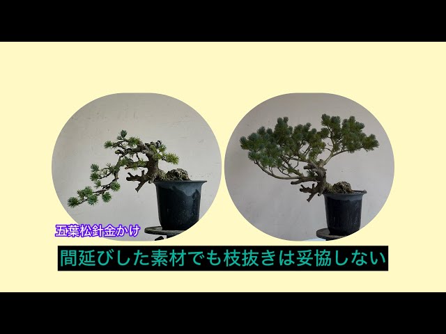 盆栽 五葉松 針金かけ 間延びした素材でも枝をしっかり抜く場合 - YouTube