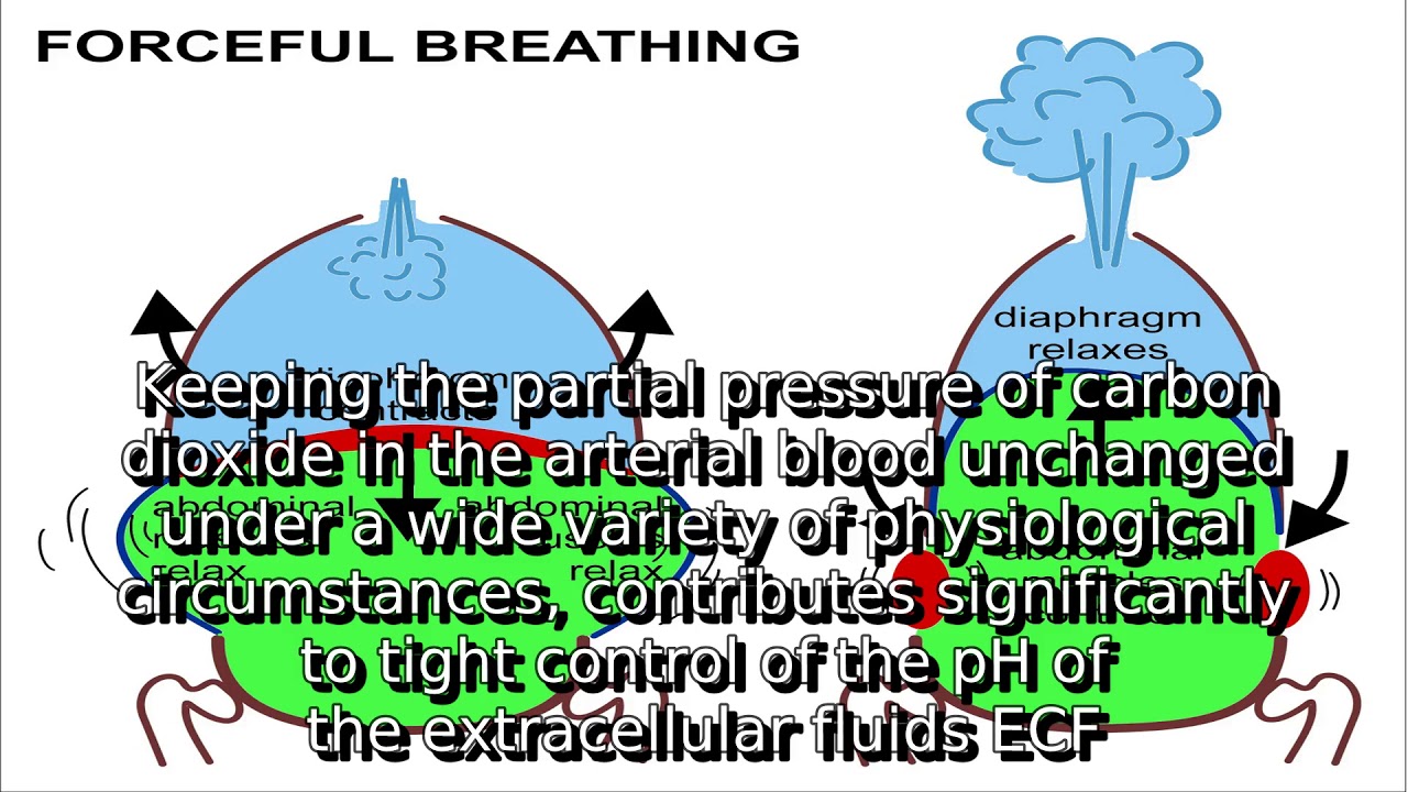 Learn about breathing what is agonal breathing YouTube