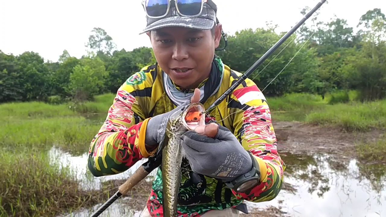Casting Ikan Gabus - YouTube