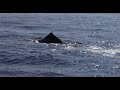 「拜訪太平洋抹香鯨π計畫」海上觀察一年記《台灣π：發現太平洋抹香鯨》