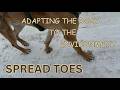 WHY DOGS SPREAD THEIR TOES? 