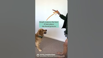 How to Teach Your Dog a Hand Signal for Sit- Obedience Commands | BentleyTheGoldenDigger.com #shorts