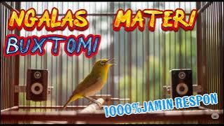 Pleci Buxtomi ngalas materi #plecimania #plecigacor #kicaumania