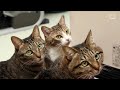 Research Suggests Cats May Be Hosts Of COVID-19