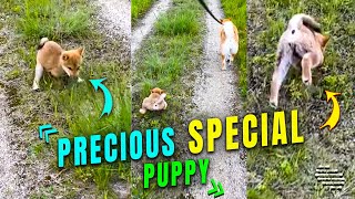 Precious Special Puppy Jumping Its Away Around