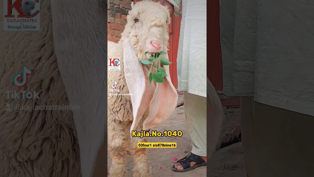 Pure Kajla Chtra For saleee