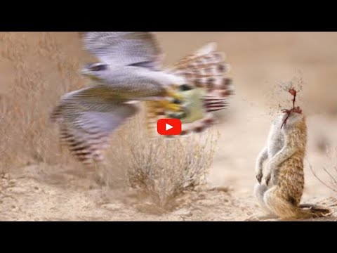 It Only Takes An Eagle 4 Seconds To Kill !!