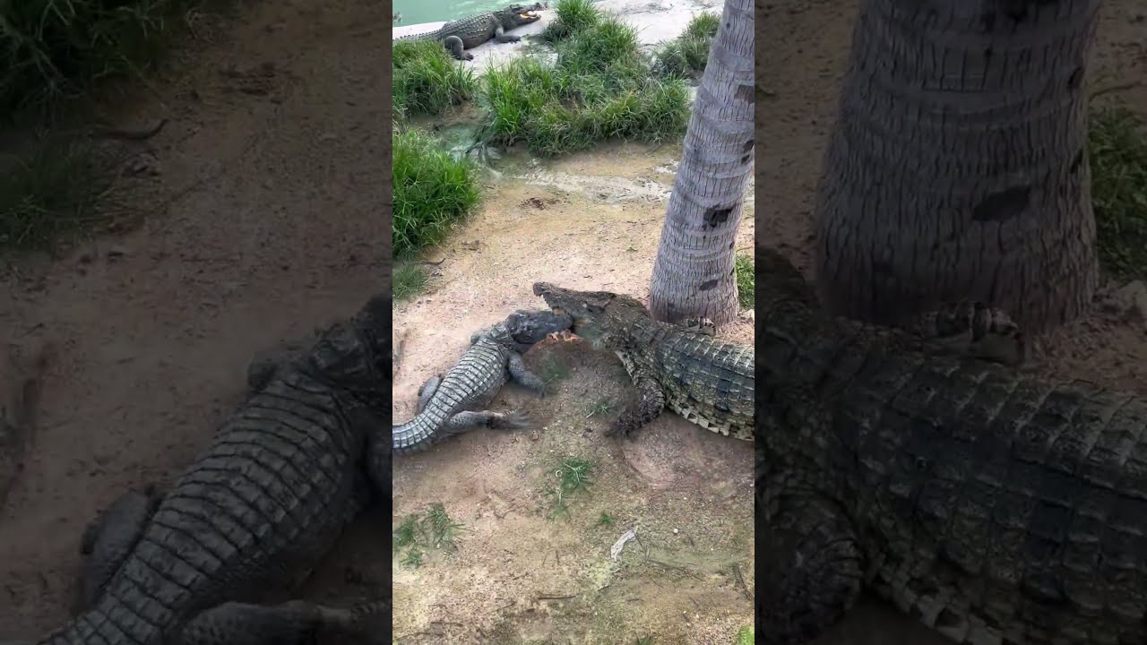 Run Chicken Crocodiles Are Coming
