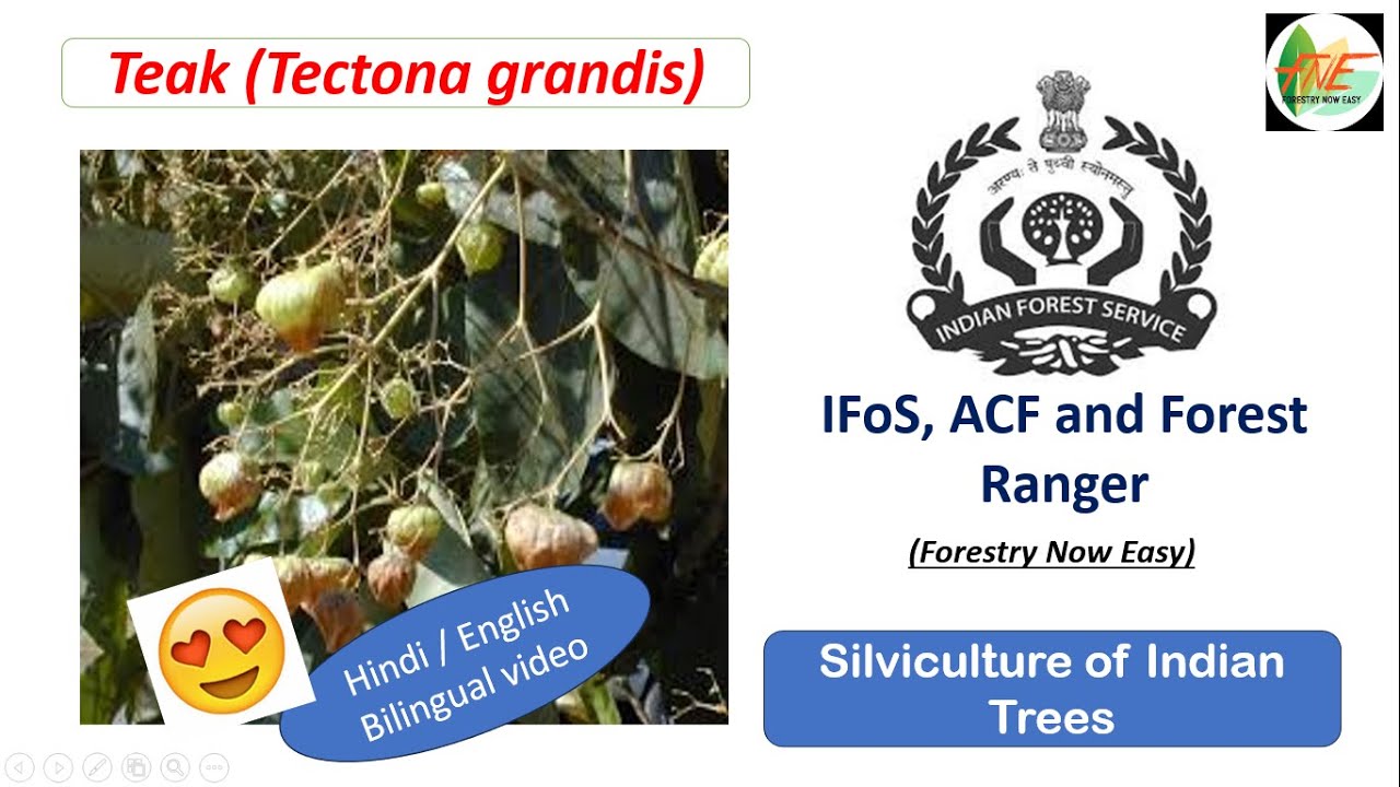 TEAK || Silviculture of Indian Trees for IFoS, JPSC ACF and Forest Range Officer || ForestryOptional