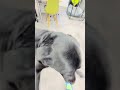 カフィの毎朝のルーティン笑笑#ラブラドール#キャリアチェンジ犬#襲撃 #dog #