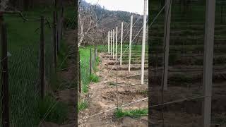 Apple Trellis